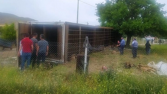 Elazığ'da Hayvan Yüklü Tır Yan Yattı, 170 Hayvan Telef Oldu