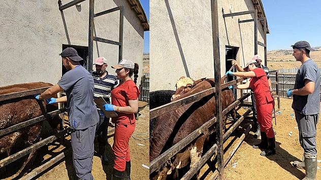Elazığ'da hayvanlarda numune alındı