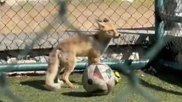 Elazığ'da Her Yerden Her Şey Çıkabilir!