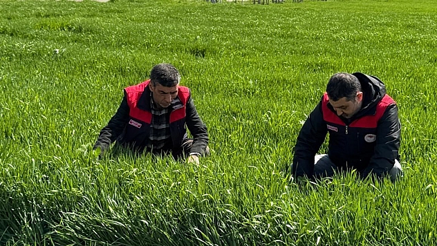 Elazığ'da hububat üreticilerine kök ve kök boğazı hastalık uyarısı