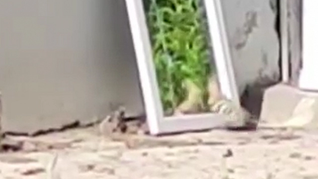 Elazığ'da ibibik kuşu kendiyle kavga etti
