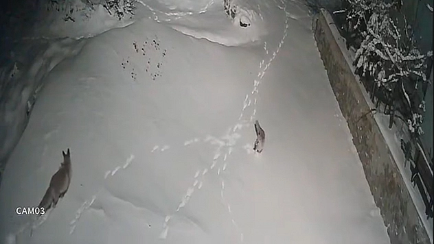 Elazığ'da iki tilkinin kavgası güvenlik kamerasına yansıdı