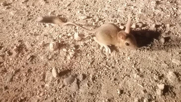 Elazığ'da IUCN'nin 'kırmızı' listesinde bulunan Arap tavşanı görüntülendi