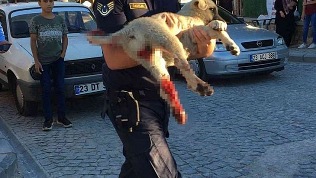 Elazığ'da jandarma ekipleri minibüsün çarptığı köpek için seferber oldu