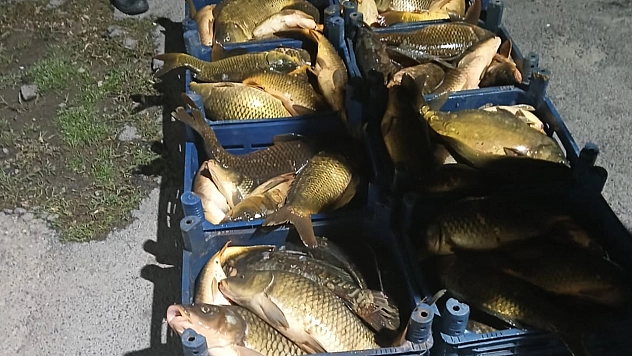 Elazığ'da kaçak avlanılan 210 kilo balık ele geçirildi