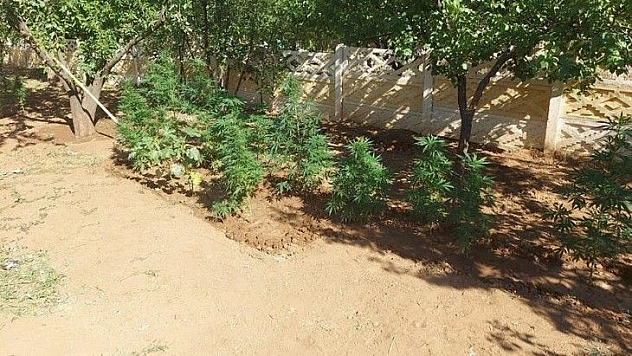 Elazığ'da kaçak kenevir eken şüpheli yakalandı
