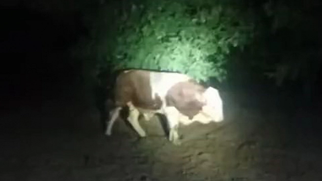 Elazığ'da kaçan boğa belediye ekiplerince yakalandı