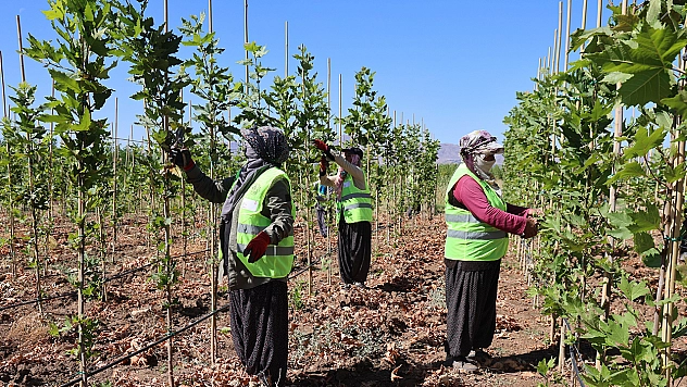 Elazığ'da kadınlar fidanları bir bebek gibi büyütüyor