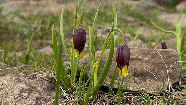 Elazığ'da Karakoçan ters lalesi inceleme çalışması