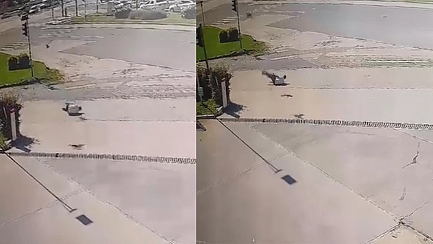 Elazığ'da Kargadan kaçarken taklalar attı