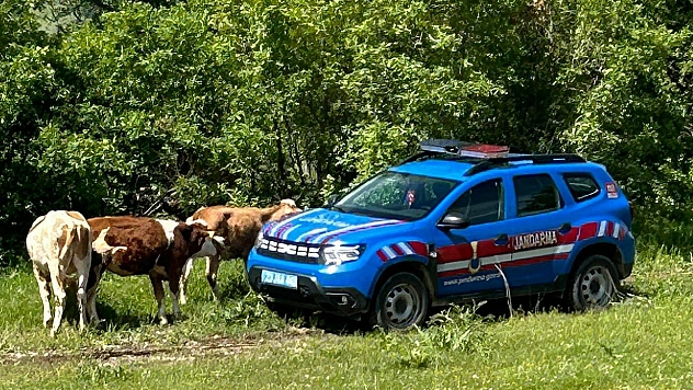 Elazığ'da kaybolan inekler dron ile bulundu