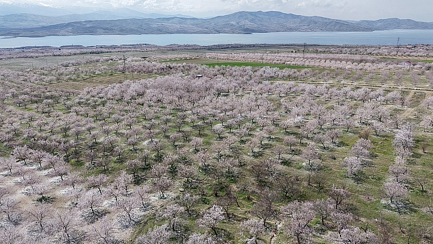 Elazığ'da kayısı bahçeleri beyaza büründü