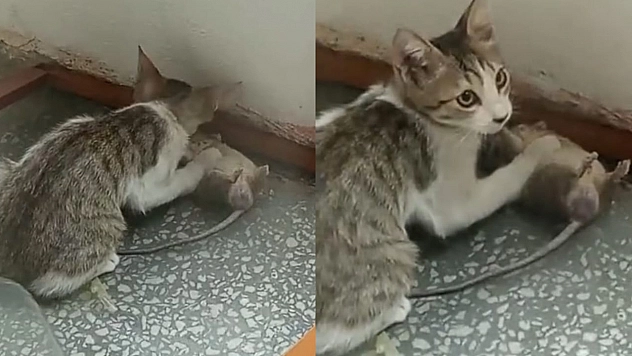Elazığ'da kedi dev fare yakaladı!