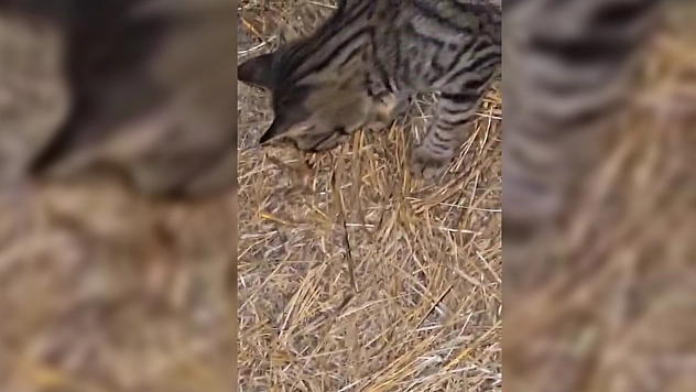 Elazığ'da kedinin örümcekle mücadelesi