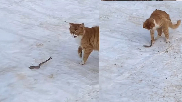 Elazığ'da Kedinin yılanla mücadelesi