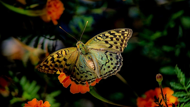 Elazığ'da kelebekler çiçeklerle görsel şölen yarattı