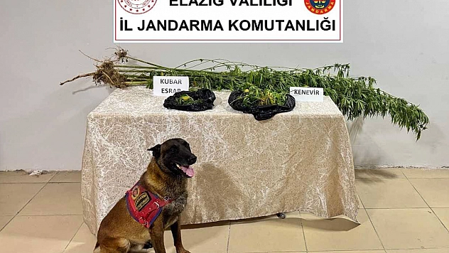 Elazığ'da Kenevir operasyonu: 1 kişi suçüstü yakalandı