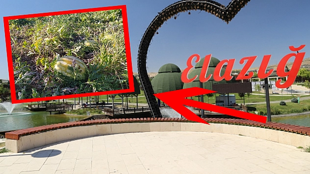 Elazığ'da Kilosu 2 Liraya Kadar Düştü: Tarlada Çürümeye Terk Ettiler!