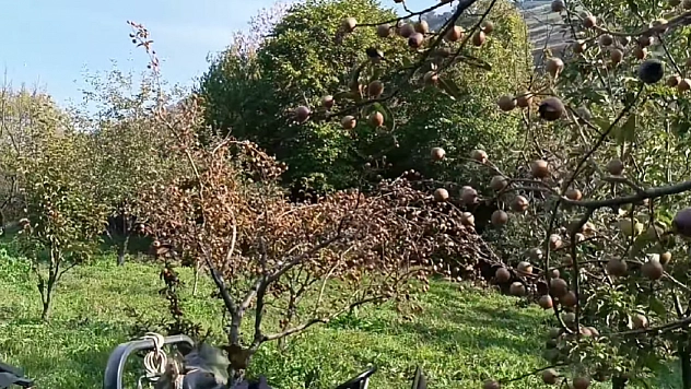 Elazığ'da kilosu 50 TL'yi buluyor! Şifa deposunu poşet dolusu alıyorlar