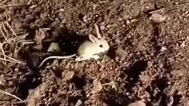 Elazığ'da Kırmızı Listede Yer Alan Arap Tavşanı Görüntülendi