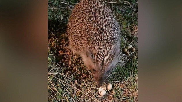 Elazığ'da kirpinin fıstık keyfi
