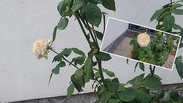 Elazığ'da kış gülü