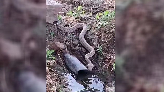 Elazığ'da koca engerek yılanı görüntülendi
