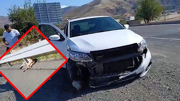 Elazığ'da köpek kazası: 1 yaralı