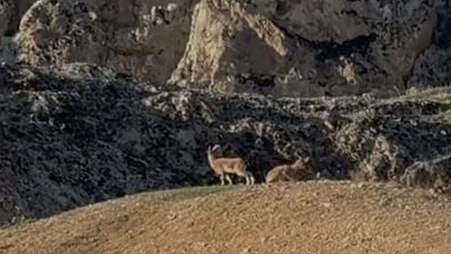 Elazığ'da koruma altındaki dağ keçileri sürü halinde görüntülendi