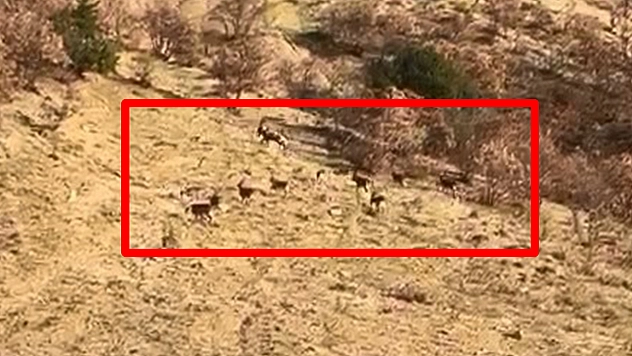 Elazığ'da koruma altındaki dağ keçileri görüntülendi