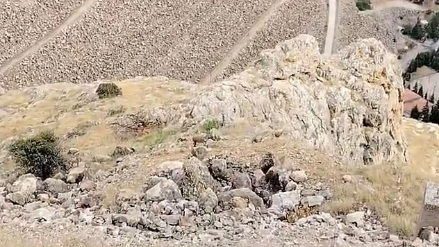 Elazığ'da koruma altındaki dağ keçileri görüntülendi