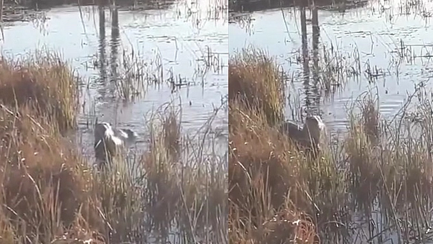 Elazığ'da koruma altındaki su samuru görüntülendi