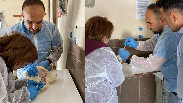 Elazığ'da Köy ve Ticari Tavuk İşletmelerinde Denetim