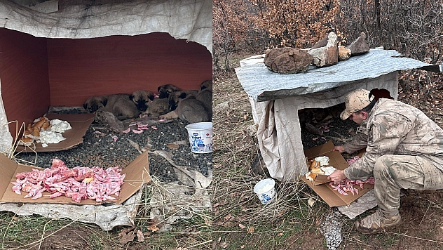 Elazığ'da köy yoluna bırakılan yavru köpeklere jandarmandan şefkat eli