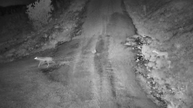 Elazığ'da Köye İnen Kurt Sürüsü Görüntülendi