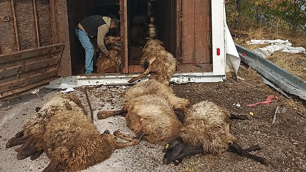 Elazığ'da küçükbaş hayvan taşıyan tır devrildi