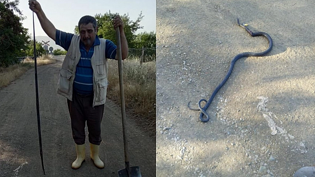 Elazığ'da Kümese Giren 2 Yılan Tavuk ve Civcivleri Telef Etti!