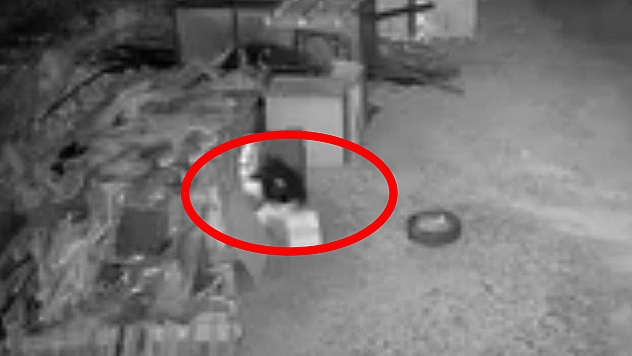 Elazığ'da kümese giren hırsız güvercinleri çaldı