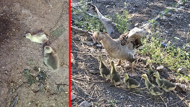 Elazığ'da kümese yılan girdi: 5 Kaz yavrusu zehirlenerek öldü