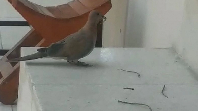 Elazığ'da Kumru'nun Yuva Yapma Telaşı!