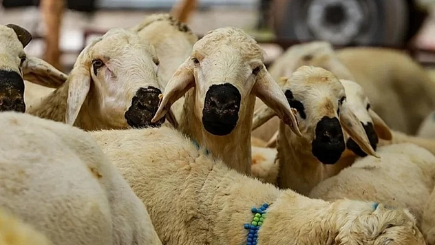 Elazığ'da kurbanınızı bu alandan başka yerde keserseniz ceza yiyebilirsiniz! İşte adresler…