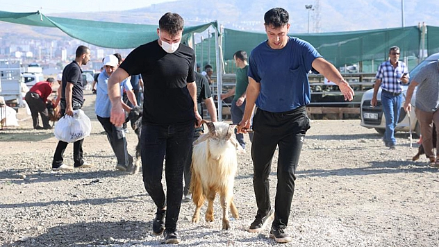Elazığ'da Kurbanlık Telaşı Sürüyor