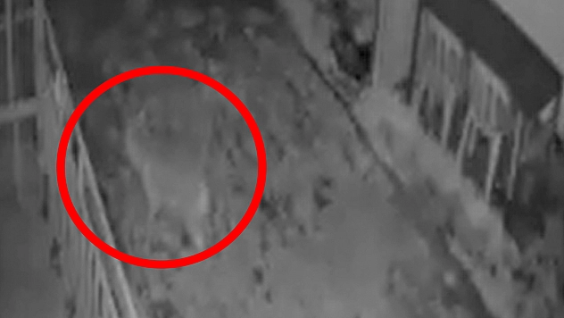 Elazığ'da kurt görüntülendi!