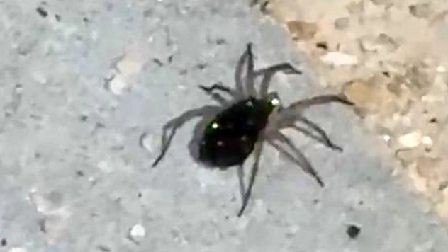 Elazığ'da kurt örümceği görüntülendi