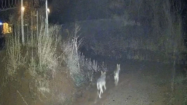 Elazığ'da kurtlar sürü halinde görüldü