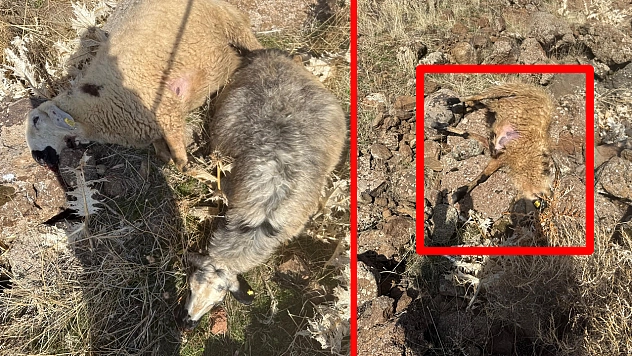 Elazığ'da kurtlar sürüye daldı: 28 koyun telef oldu, 12'si kayıp