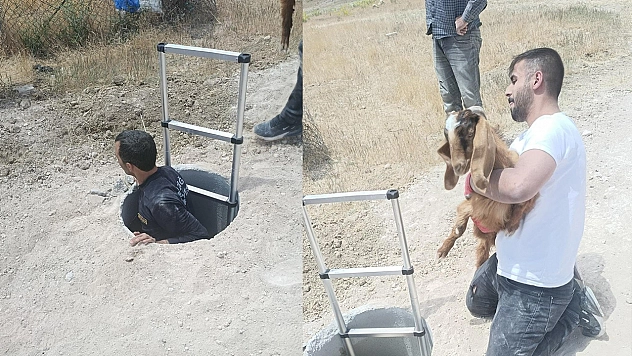 Elazığ'da kuyuya düşen hayvanlar itfaiyenin müdahalesiyle kurtarıldı