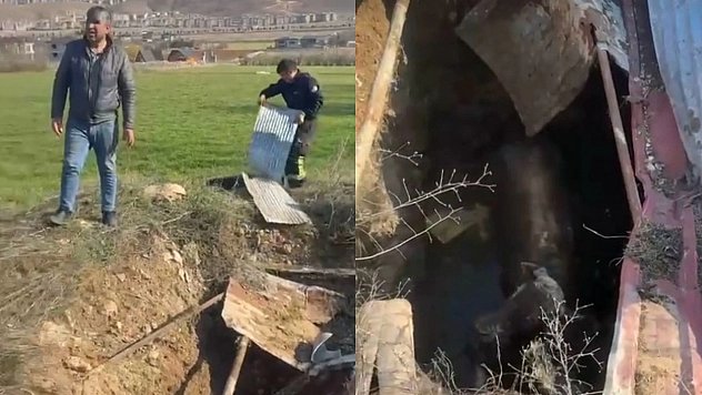 Elazığ'da Kuyuya İnek Düştü