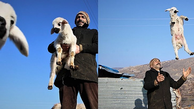 Elazığ'da Kuzuların Anneleriyle Muhteşem Buluşması