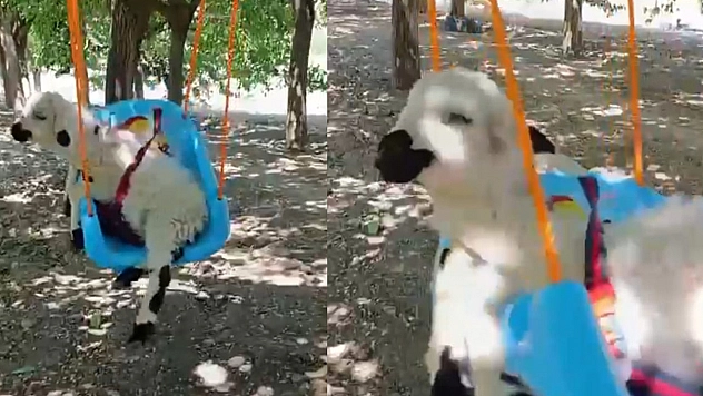 Elazığ'da kuzunun salıncak keyfi